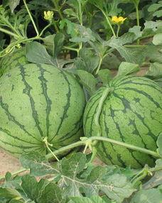 孕妇吃生的瓜,孕妇吃生瓜果的益处与注意事项