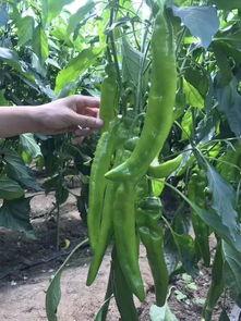 摘菜吃瓜,尽享摘菜吃瓜的田园乐趣