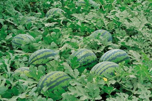 亚琛群吃瓜,揭秘网络社交圈的趣味与争议