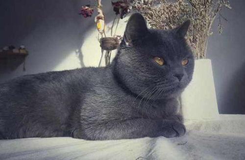 吃瓜的蓝猫,揭秘娱乐圈那些不为人知的幕后故事