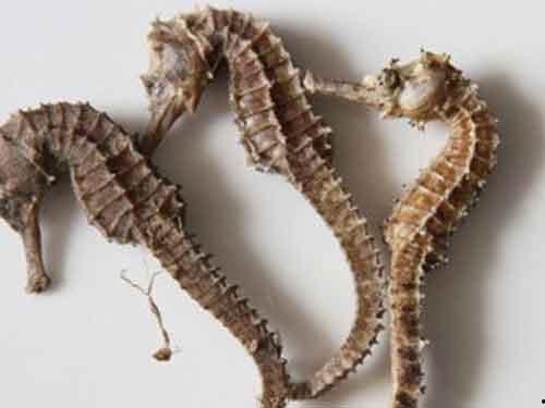 海马吃瓜声音,揭秘海洋中的独特乐章