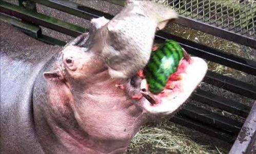 河马吃瓜手工,趣味手工制作之旅