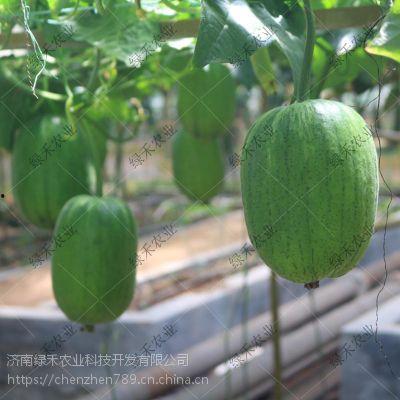 吃播苹果瓜,一场视觉与味蕾的双重盛宴