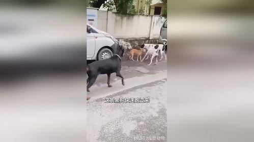 吃瓜黑狗,揭秘娱乐圈背后的神秘故事