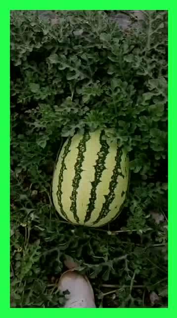 每日精彩吃瓜,揭秘娱乐圈幕后故事