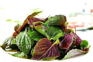 紫苏吃瓜故事结局