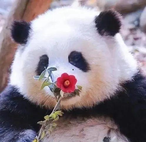 花花熊猫吃瓜,花花熊猫的瓜界探险记