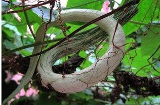 吃蛇瓜的感受,舌尖上的神秘探险