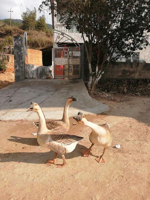 鹅崽吃瓜,揭秘动物界的“八卦”现象