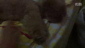 小姐妹吃瓜视频,娱乐圈幕后故事大曝光