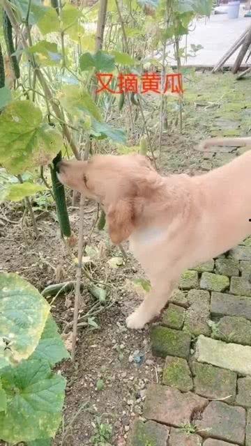 狗狗吃瓜菜,瓜菜盛宴，狗狗的味蕾盛宴