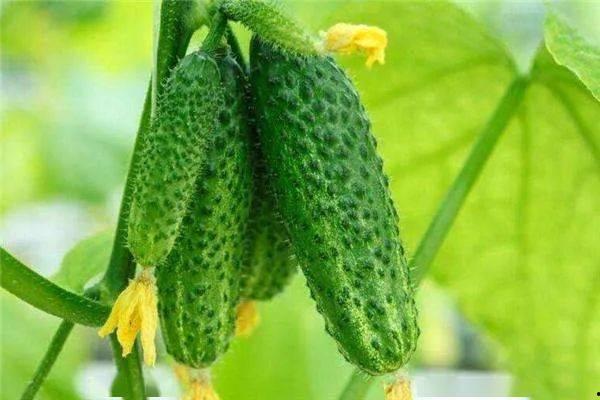 怎么吃生小瓜,探索清新口感与营养的完美结合