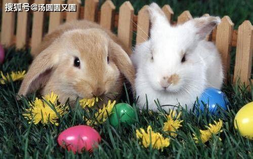 兔缝缝吃瓜,兔缝缝的瓜田奇遇记