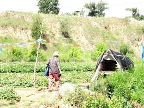 榆林吃瓜曝光,揭秘背后真相与网络舆论风暴