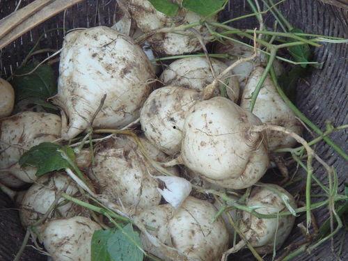 打胎多久可以吃土瓜,打胎后多久可食用？