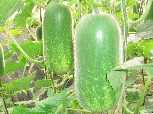 吃瓜呱网站,热门话题背后的真相与趣味