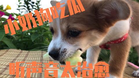 吃瓜群众狗子,揭秘吃瓜群众的趣味生活