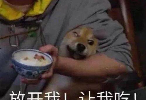 给羊吃瓜,瓜果飘香中的田园牧歌