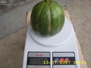 夏天吃的青皮的瓜