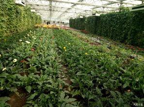 宝泉岭六队吃瓜,一场别开生面的“吃瓜”盛宴