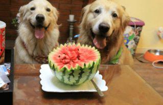 狗可以吃洋瓜,洋瓜成为宠物新宠