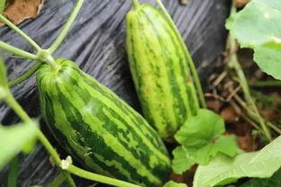 吃瓜有什么含意,揭秘“吃瓜”背后的文化内涵