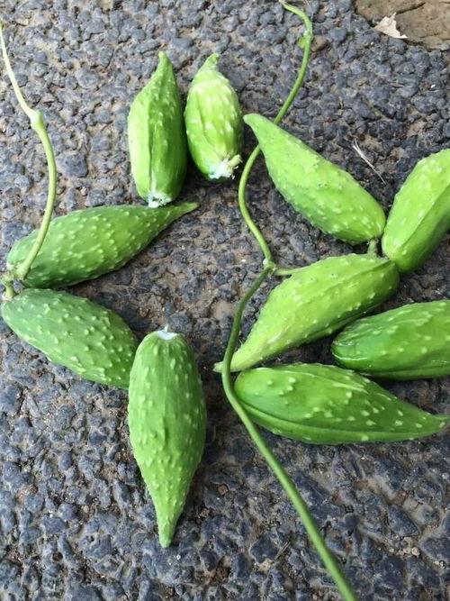 孕妇梦到吃蛇瓜,蛇瓜预示着什么？