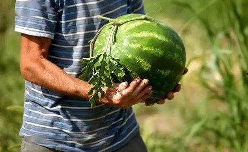 吃蓝瓜会引起小便黄吗,蓝瓜食用与尿液颜色变化的关系