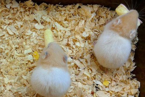 仓鼠吃脆皮瓜好吗,健康美味两不误