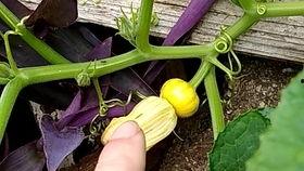 瓜花可以吃吗,揭秘可食用瓜花的魅力与食用方法