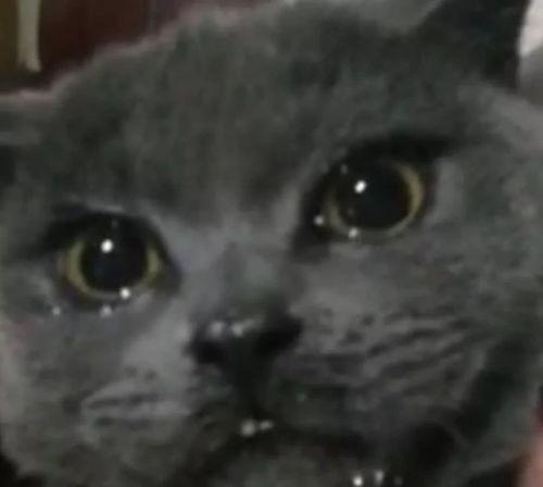 吃瓜的汤姆喵,揭秘娱乐圈那些事儿