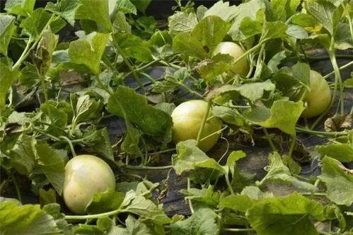 吃最鲜的瓜,一网打尽最鲜瓜果盛宴