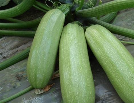 微山吃瓜情报处,揭秘当地新鲜趣事，带你领略微山风土人情