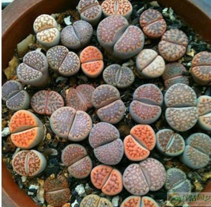 山上石椅吃瓜,悠闲夏日吃瓜时光