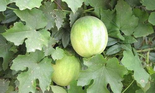 口袋房间xox吃瓜