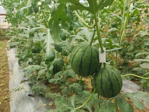 在哪里吃瓜最快