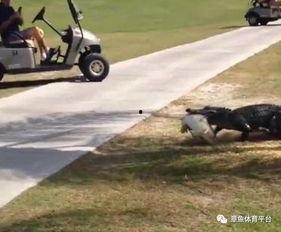 高尔夫吃瓜群众,吃瓜群众视角下的精彩瞬间