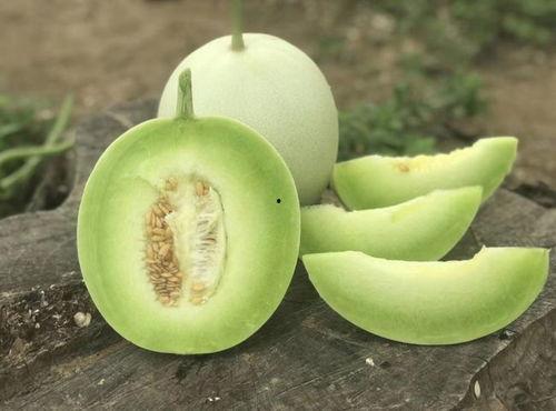 牛奶和玉菇瓜能一起吃吗,牛奶与玉菇瓜的食用搭配探讨