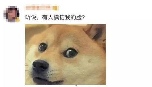 狗头吐舌吃瓜配音,萌态十足！