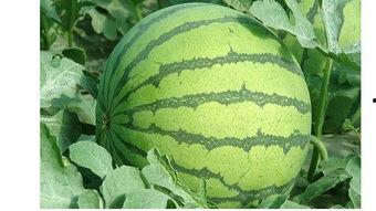 吃瓜人群 年龄,不同年龄层吃瓜群众的独特视角解析