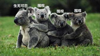 树袋熊吃瓜,树袋熊的夏日瓜果盛宴