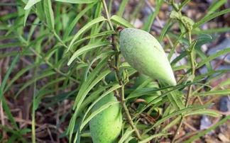 童年吃瓜图片大全