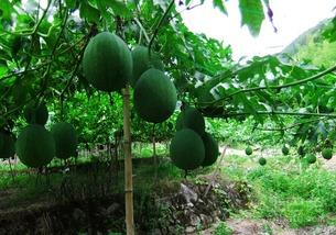 嫩吊瓜怎么吃,解锁美味新体验