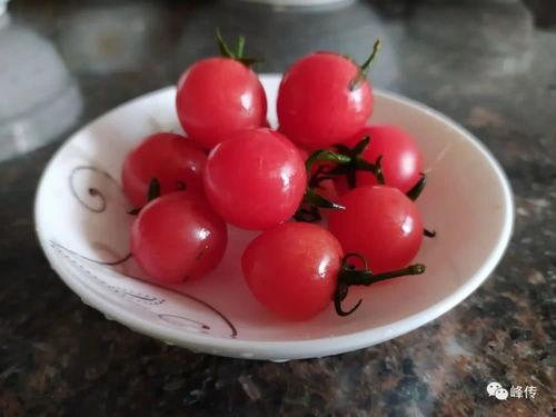 小番茄cherry吃瓜
