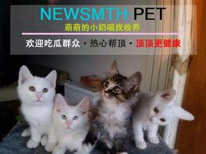 小喵找瓜吃,一场趣味盎然的美食探险之旅