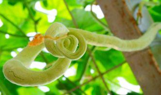 蛇瓜叶可以吃吗怎么吃,蛇瓜叶的食用方法与营养价值揭秘