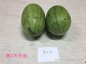 国宝打吃鸡送瓜