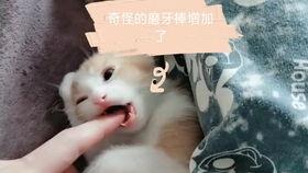 带你吃瓜猫咪恶龙咆哮