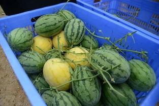 冠军吃瓜,揭秘赛场背后的趣味瞬间